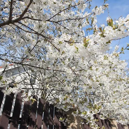 Idyllicprague Cherry Tree Holiday home