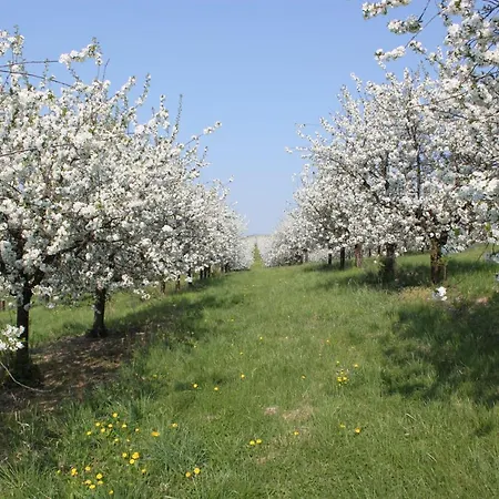 Idyllicprague Cherry Tree Holiday home *